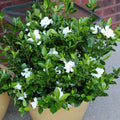 White Blooms Evergreen Gardenia Live Flowering Plant Set of Two Y2025
